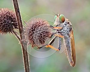 Rainbow robberfly