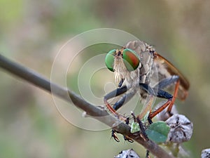 Rainbow robberfly