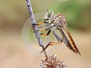 Rainbow robberfly