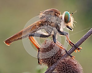 Rainbow robberfly