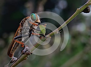 Rainbow robberfly