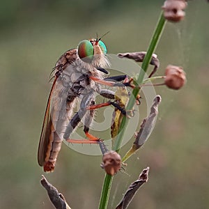 Rainbow robberfly