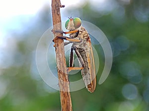 Rainbow robberfly