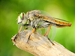 Rainbow Robberfly