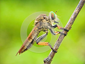 Rainbow Robberfly with nature bokeh