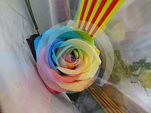 Rainbow rose, close up