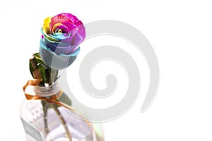 Rainbow rose in a pot against a white background.