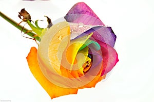 Rainbow rose