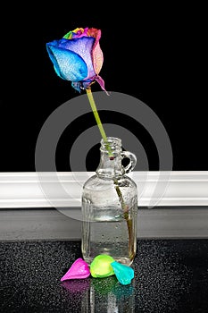 Rainbow rose in vintage bottle