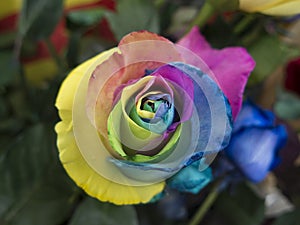 Rainbow roser close up