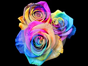 Arcobaleno rose 