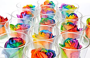 Rainbow roses