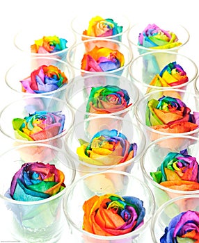 Rainbow roses in raw