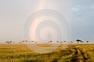 Rainbow in the Savannah