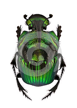 Rainbow Scarabs - Phanaeus demon