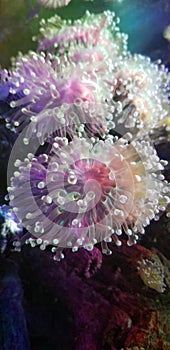 Rainbow sea anemone in an aquarium