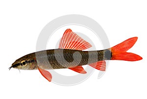 Rainbow shark catfish Epalzeorhynchos frenatum aquarium fish isolated on white