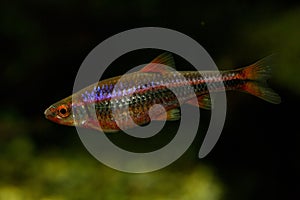 The Rainbow Shiner Notropis chrosomus. photo