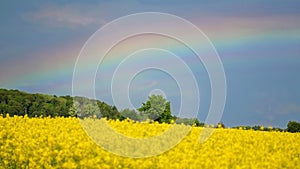 Rainbow over bright yellow blooming rapeseed field in spring