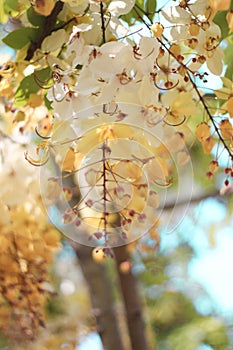 Rainbow shower tree flower in Thailand