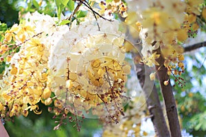 Rainbow shower tree flower or White Ratchaphruek