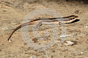 Rainbow Skink