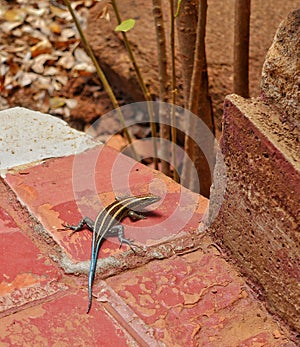 Rainbow Skink