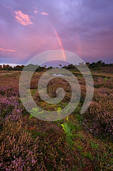 Rainbow in the sky during a colorful sunset in national park the Maasduinen. With the blooming heather.