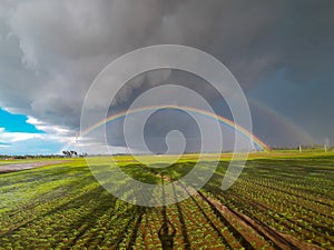 Rainbow Sky plant  Green