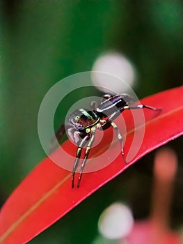 Rainbow spider macro photography