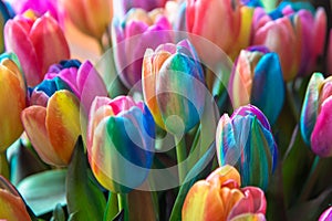 Rainbow spring flowers tulips. Dutch tulip and rainbow