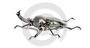 Rainbow stag beetle, Phalacrognathus muelleri