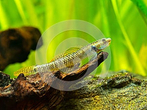 Rainbow Stiphodon Goby Stiphodon ornatus isolated in a fish tank with blurred background photo