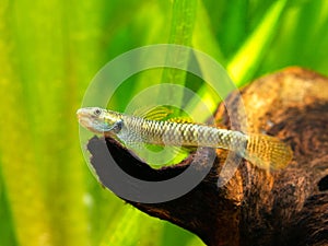 Rainbow Stiphodon Goby Stiphodon ornatus isolated in a fish tank with blurred background