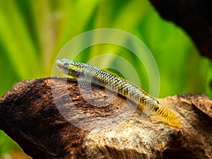 Rainbow Stiphodon Goby Stiphodon ornatus isolated in a fish tank with blurred background