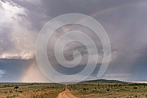 Rainbow striking on the rough road Landscape lone trees savannah grasslands at the Maasai Mara Triangle National Game Reserve Park