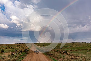 Rainbow striking on the rough road wildebeests crossing Landscape savannah grasslands at the Maasai Mara Triangle National Game Re