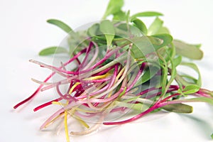 Rainbow Swiss chard microgreens