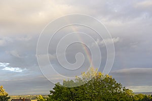 Rainbow out of a tree photo