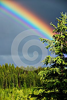 Rainbow and tree