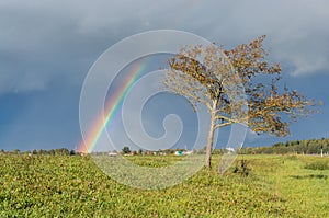 Rainbow and tree