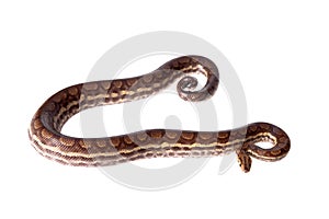 Rainbow tree boa on white background