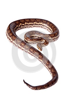 Rainbow tree boa on white background