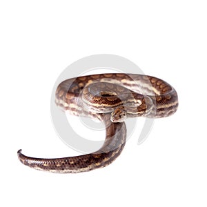 Rainbow tree boa on white background