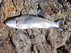 Rainbow Trout