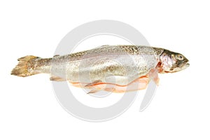Rainbow trout
