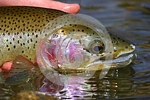 Rainbow trout photo