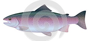 Rainbow Trout