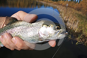 Rainbow trout