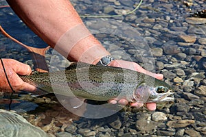 Rainbow Trout photo